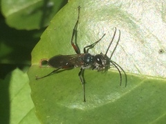 Chalybion femoratum