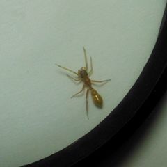 Myrmarachne clavigera