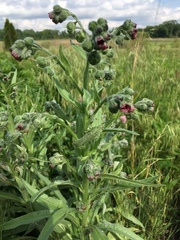 Cynoglossum officinale