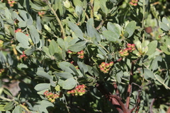 Arctostaphylos canescens