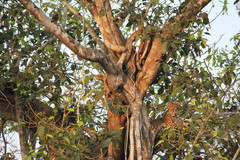 Panthera pardus fusca