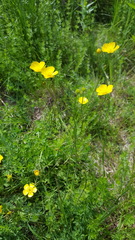 Ranunculus acris acris