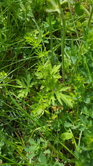 Ranunculus acris acris