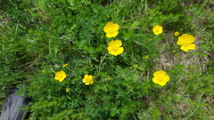 Ranunculus acris acris