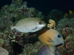 Siganus spinus