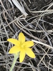 Hypoxis mexicana