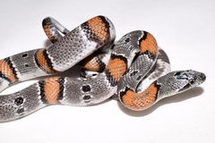 Lampropeltis alterna