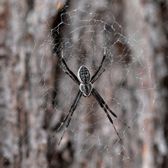 Argiope ocyaloides