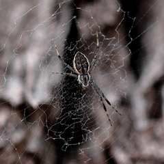 Argiope ocyaloides