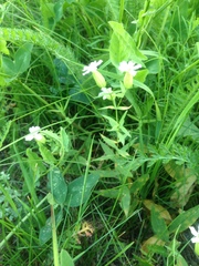 Silene procumbens