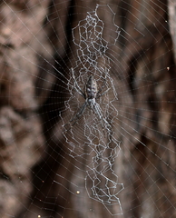 Argiope ocyaloides
