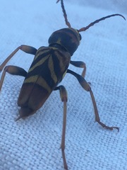 Xylotrechus chinensis