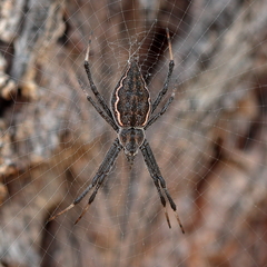 Argiope ocyaloides