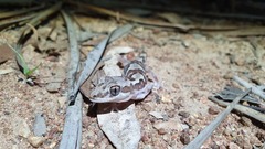 Lucasium steindachneri