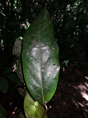 Licaria