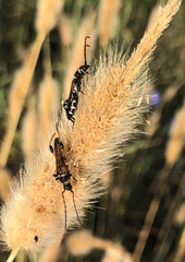 Stenopterus ater