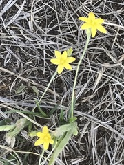 Hypoxis mexicana