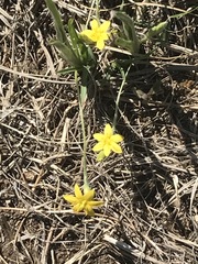 Hypoxis mexicana