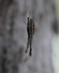 Argiope ocyaloides