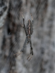 Argiope ocyaloides