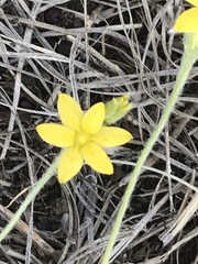 Hypoxis mexicana