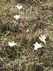 Zephyranthes fosteri