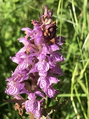 Dactylorhiza maculata