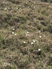 Zephyranthes fosteri