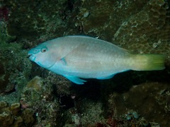 Scarus hypselopterus