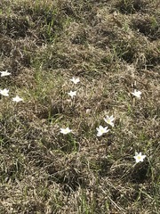 Zephyranthes fosteri