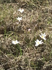 Zephyranthes fosteri