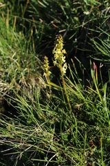 Pedicularis ascendens