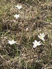 Zephyranthes fosteri