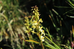 Pedicularis ascendens