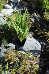 Allium insubricum
