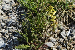 Pedicularis ascendens