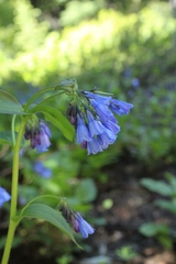 Mertensia paniculata