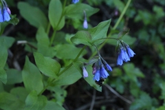 Mertensia paniculata