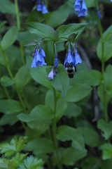 Mertensia paniculata