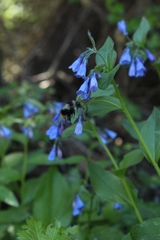 Mertensia paniculata
