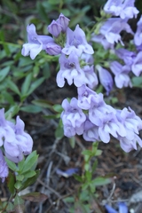 Penstemon fruticosus
