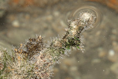 Nemalecium lighti