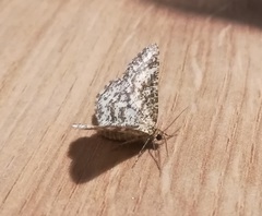 Heliomata glarearia