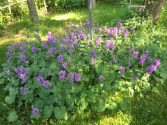Lunaria