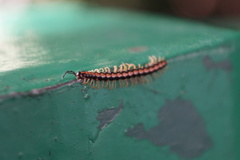 Helicorthomorpha