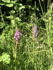 Dactylorhiza maculata
