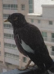 Acridotheres tristis