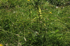 Pedicularis ascendens