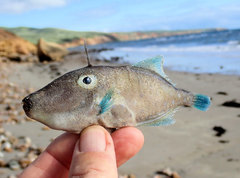 Bluefin Leatherjacket photo 2