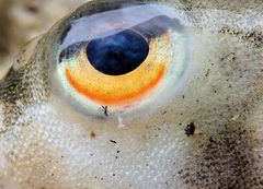 Contusus brevicaudus